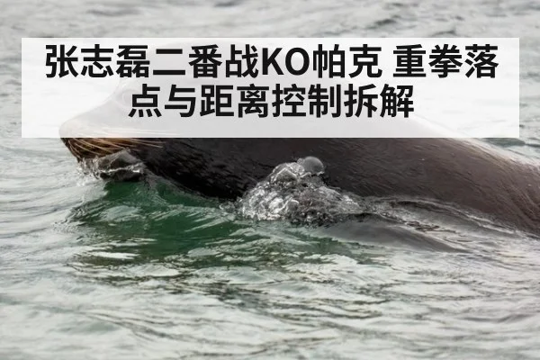 张志磊二番战KO帕克 重拳落点与距离控制拆解